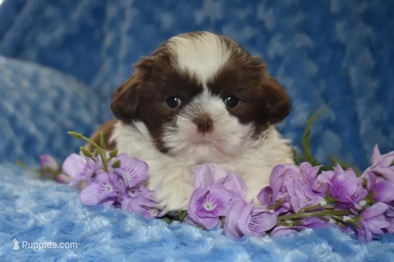 Buzz – Shih Tzu puppy for sale in Mercer, PA