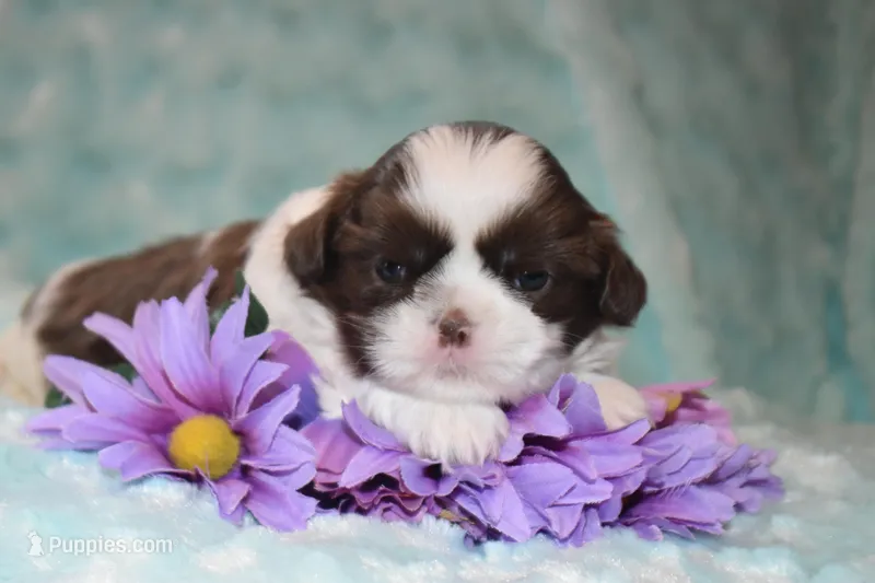 Buzz, a male Shih Tzu for sale in Mercer, PA – Photo 1 of 9
