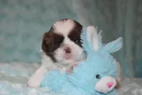 Buzz, a male Shih Tzu for sale in Mercer, PA – Photo 6 of 9