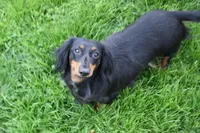 Gretchen, a female Miniature Dachshund for sale in Mercer, PA – 5 of 9