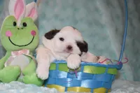 Woody, a male Shih Tzu for sale in Mercer, PA – Photo 6 of 9