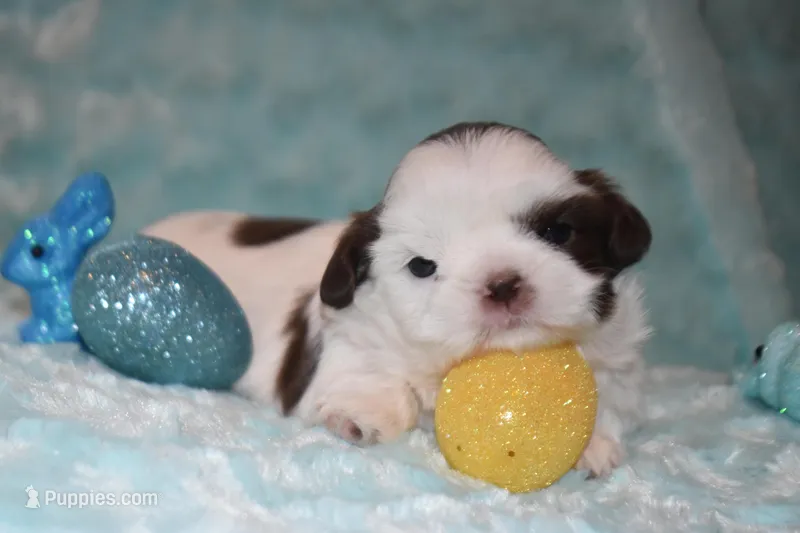Woody – Shih Tzu puppy for sale in Mercer, PA
