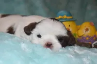 Woody, a male Shih Tzu for sale in Mercer, PA – Photo 5 of 9