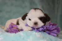 Woody, a male Shih Tzu for sale in Mercer, PA – Photo 2 of 9