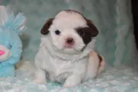 Woody, a male Shih Tzu for sale in Mercer, PA – Photo 7 of 9