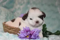 Woody, a male Shih Tzu for sale in Mercer, PA – Photo 3 of 9