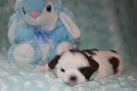 Woody, a male Shih Tzu for sale in Mercer, PA – Photo 8 of 9