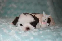 Woody, a male Shih Tzu for sale in Mercer, PA – Photo 4 of 9