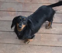 Gretchen, a female Miniature Dachshund for sale in Mercer, PA – 8 of 9