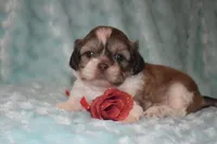 processed/84dfa56f-644b-451b-bad7-f4d9a63dec71/listing/cfb7556b-d343-4359-90d8-12b91cb8209c/7c5e85dd-dbc4-48ad-a8a5-fcd1eb01377c