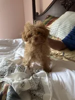 Red Foxx, a male Poodle - Toy  for sale in Jacksonville, AL – Photo 3 of 5