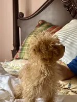 Red Foxx, a male Poodle - Toy  for sale in Jacksonville, AL – Photo 1 of 5