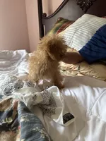 Red Foxx, a male Poodle - Toy  for sale in Jacksonville, AL – Photo 5 of 5