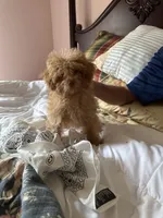 Red Foxx, a male Poodle - Toy  for sale in Jacksonville, AL – Photo 4 of 5