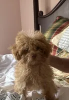 Red Foxx, a male Poodle - Toy  for sale in Jacksonville, AL – Photo 2 of 5