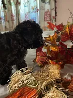 Pierre, a male Poodle - Toy  for sale in Jacksonville, AL – 4 of 7