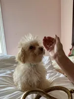 Brad Pitt, a male Poodle - Toy  for sale in Jacksonville, AL – Photo 3 of 5