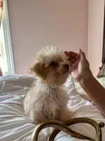 Brad Pitt, a male Poodle - Toy  for sale in Jacksonville, AL – Photo 4 of 5