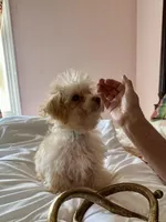 Brad Pitt, a male Poodle - Toy  for sale in Jacksonville, AL – Photo 5 of 5