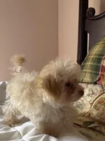 Brad Pitt, a male Poodle - Toy  for sale in Jacksonville, AL – Photo 1 of 5