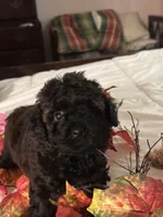 Angel, a female Poodle - Toy  for sale in Jacksonville, AL – 3 of 7