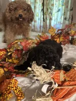 Angel, a female Poodle - Toy  for sale in Jacksonville, AL – 7 of 7