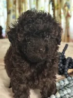 Pierre, a male Poodle - Toy  for sale in Jacksonville, AL – 3 of 7