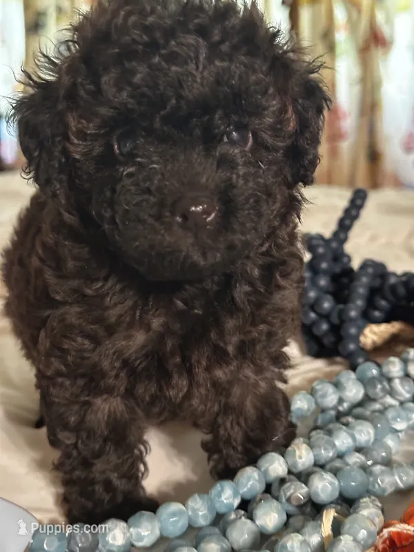 Angel – Poodle - Toy  puppy for sale in Jacksonville, AL