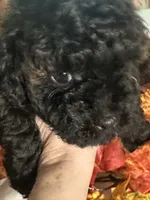Angel, a female Poodle - Toy  for sale in Jacksonville, AL – 4 of 7