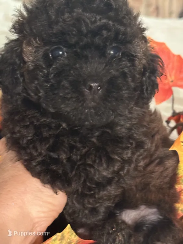 Pierre – Poodle - Toy  puppy for sale in Jacksonville, AL