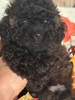 Pierre, a male Poodle - Toy  for sale in Jacksonville, AL – 1 of 7