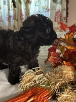 Angel, a female Poodle - Toy  for sale in Jacksonville, AL – 6 of 7