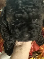 Angel, a female Poodle - Toy  for sale in Jacksonville, AL – 2 of 7