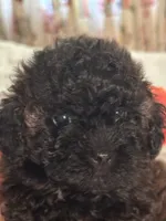 Pierre, a male Poodle - Toy  for sale in Jacksonville, AL – 6 of 7