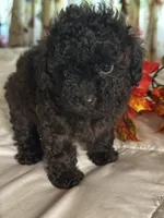 Pierre, a male Poodle - Toy  for sale in Jacksonville, AL – 5 of 7