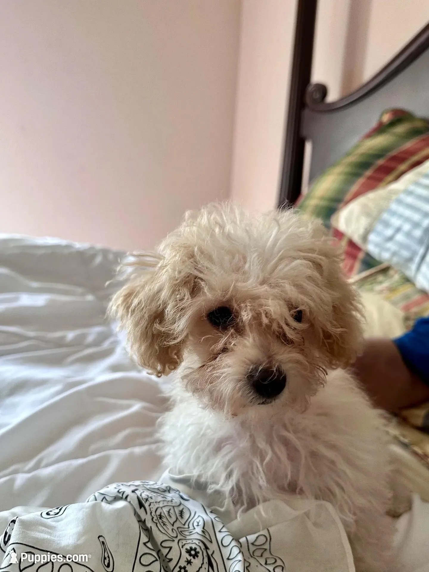 Robert Redford, a male Poodle - Toy  for sale in Jacksonville, AL – Photo 3 of 6