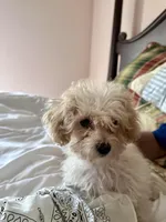 Robert Redford, a male Poodle - Toy  for sale in Jacksonville, AL – Photo 3 of 6