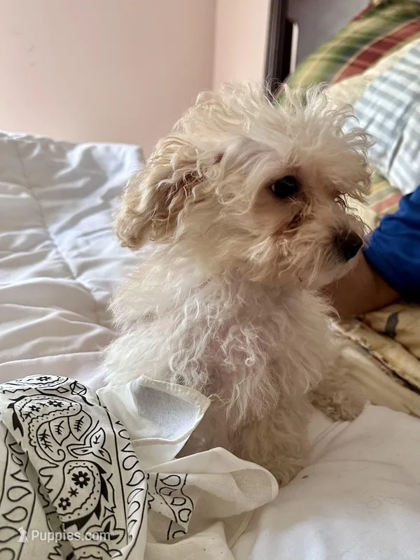 Robert Redford – Poodle - Toy  puppy for sale in Jacksonville, AL