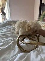 Robert Redford, a male Poodle - Toy  for sale in Jacksonville, AL – Photo 6 of 6