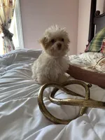 Robert Redford, a male Poodle - Toy  for sale in Jacksonville, AL – Photo 5 of 6