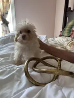 Robert Redford, a male Poodle - Toy  for sale in Jacksonville, AL – Photo 4 of 6