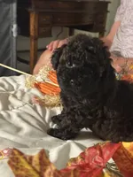 Angel, a female Poodle - Toy  for sale in Jacksonville, AL – 5 of 7