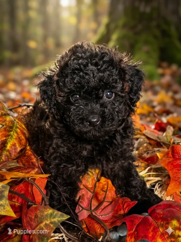 Angel – Poodle - Toy  puppy for sale in Jacksonville, AL