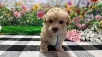 Sammie, a male Poodle - Toy  for sale in Montgomery, IN – Photo 2 of 7