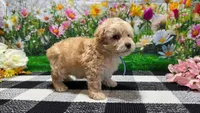 Sammie, a male Poodle - Toy  for sale in Montgomery, IN – Photo 4 of 7