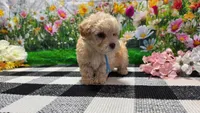 Sammie, a male Poodle - Toy  for sale in Montgomery, IN – Photo 7 of 7