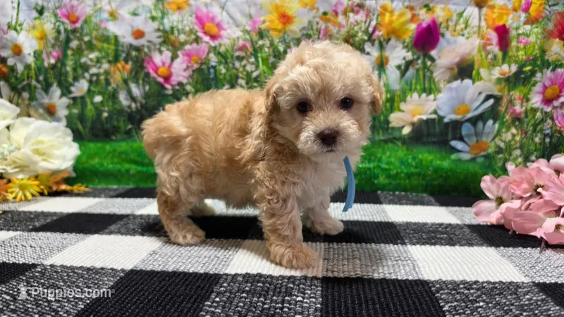 Sammie – Poodle - Toy  puppy for sale in Montgomery, IN