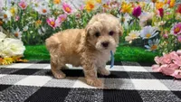 Sammie, a male Poodle - Toy  for sale in Montgomery, IN – Photo 1 of 7