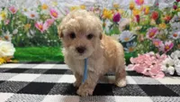 Sammie, a male Poodle - Toy  for sale in Montgomery, IN – Photo 3 of 7