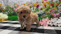 Sage, a female Poodle - Toy  for sale in Montgomery, IN – Photo 2 of 8